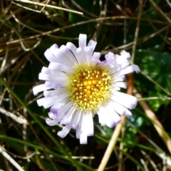 Brachyscome decipiens (Field Daisy) at The Tops at Nurenmerenmong - 6 Dec 2022 by peterchandler