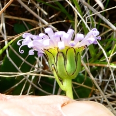 Brachyscome decipiens at The Tops at Nurenmerenmong - 7 Dec 2022