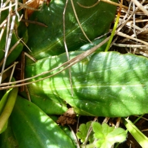 Brachyscome decipiens at The Tops at Nurenmerenmong - 7 Dec 2022