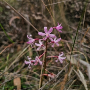 Dipodium roseum at QPRC LGA - suppressed