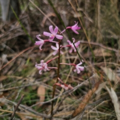 Dipodium roseum at QPRC LGA - suppressed