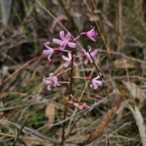 Dipodium roseum at QPRC LGA - 16 Jan 2024