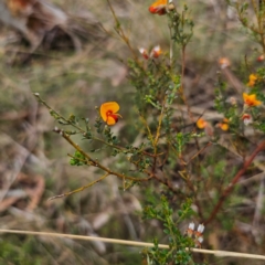 Mirbelia oxylobioides at QPRC LGA - 16 Jan 2024