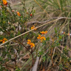 Mirbelia oxylobioides at QPRC LGA - 16 Jan 2024