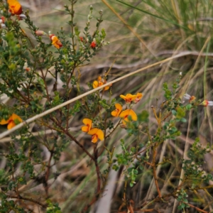 Mirbelia oxylobioides at QPRC LGA - 16 Jan 2024