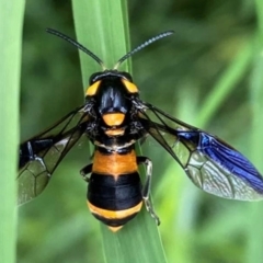 Pterygophorus cinctus (Bottlebrush sawfly) at Weston, ACT - 16 Jan 2024 by RobParnell