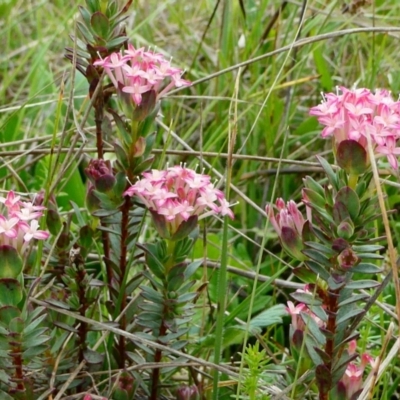 Pimelea alpina (Alpine Rice-flower) at The Tops at Nurenmerenmong - 7 Dec 2022 by peterchandler