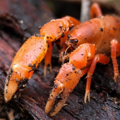 Engaeus cymus (Blunt Nosed Burrowing Crayfish.) at Tidbinbilla Nature Reserve - 15 Jan 2024 by aussiestuff