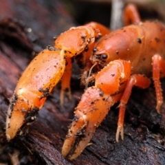 Engaeus cymus (Blunt Nosed Burrowing Crayfish.) at Paddys River, ACT - 15 Jan 2024 by aussiestuff