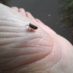 Eurymelinae (subfamily) (Unidentified eurymeline leafhopper) at ANU Dickson Precinct - 16 Jan 2024 by VanceLawrence