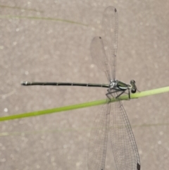 Austroargiolestes icteromelas (Common Flatwing) at Acton, ACT - 16 Jan 2024 by VanceLawrence