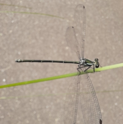 Austroargiolestes icteromelas (Common Flatwing) at ANU Dickson Precinct - 16 Jan 2024 by VanceLawrence
