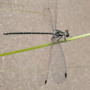 Austroargiolestes icteromelas at Australian National University - 16 Jan 2024