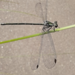 Austroargiolestes icteromelas at Australian National University - 16 Jan 2024