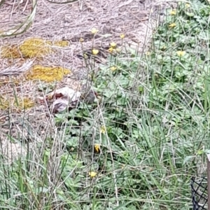 Neochmia temporalis at Australian National University - 16 Jan 2024