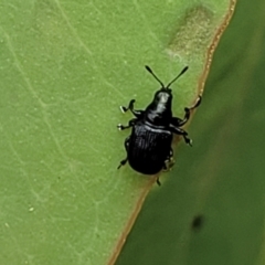 Euops sp. (genus) at Flea Bog Flat, Bruce - 16 Jan 2024 01:05 PM