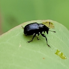 Euops sp. (genus) at Flea Bog Flat, Bruce - 16 Jan 2024 01:05 PM