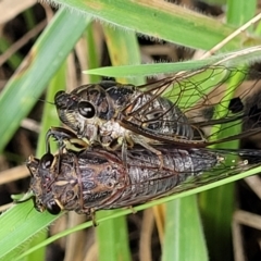 Galanga labeculata (Double-spotted cicada) at Bruce Ridge to Gossan Hill - 16 Jan 2024 by trevorpreston