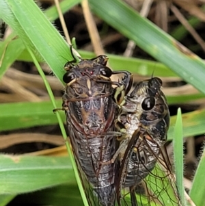 Galanga labeculata at Bruce Ridge to Gossan Hill - 16 Jan 2024