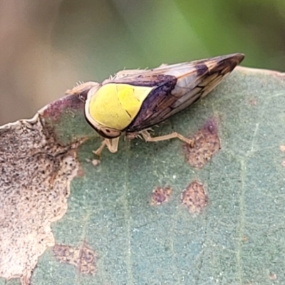 Brunotartessus fulvus (Yellow-headed Leafhopper) at Bruce Ridge to Gossan Hill - 16 Jan 2024 by trevorpreston