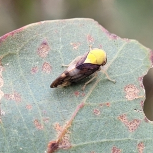 Brunotartessus fulvus at Flea Bog Flat, Bruce - 16 Jan 2024