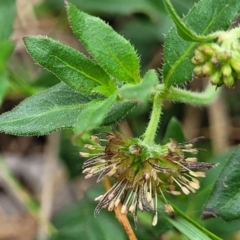 Opercularia hispida (Hairy Stinkweed) at Bruce Ridge to Gossan Hill - 16 Jan 2024 by trevorpreston