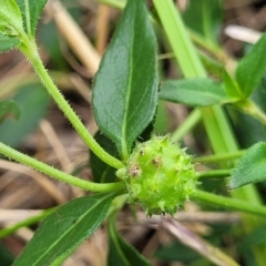 Opercularia hispida at Bruce Ridge to Gossan Hill - 16 Jan 2024