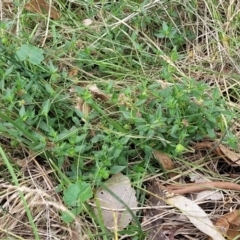 Opercularia hispida at Bruce Ridge to Gossan Hill - 16 Jan 2024