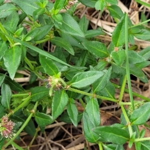 Opercularia hispida at Bruce Ridge to Gossan Hill - 16 Jan 2024