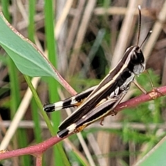 Macrotona australis (Common Macrotona Grasshopper) at Bruce Ridge to Gossan Hill - 16 Jan 2024 by trevorpreston