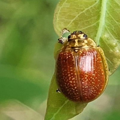 Paropsisterna cloelia (Eucalyptus variegated beetle) at Flea Bog Flat, Bruce - 16 Jan 2024 by trevorpreston