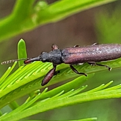 Rhinotia sp. (genus) (Unidentified Rhinotia weevil) at Bruce Ridge to Gossan Hill - 16 Jan 2024 by trevorpreston