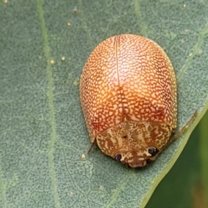 Paropsis atomaria at Bruce Ridge to Gossan Hill - 16 Jan 2024