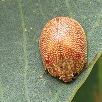 Paropsis atomaria (Eucalyptus leaf beetle) at Flea Bog Flat, Bruce - 16 Jan 2024 by trevorpreston