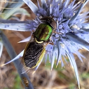 Odontomyia decipiens at Franklin Grassland (FRA_5) - 11 Dec 2023