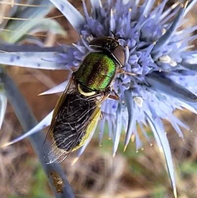 Odontomyia decipiens (Green Soldier Fly) at Franklin Grassland (FRA_5) - 11 Dec 2023 by JenniM