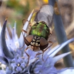 Odontomyia decipiens at Franklin Grassland (FRA_5) - 11 Dec 2023 12:08 PM