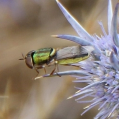 Odontomyia decipiens at Franklin Grassland (FRA_5) - 11 Dec 2023 12:08 PM