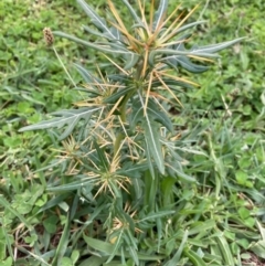 Xanthium spinosum (Bathurst Burr) at Harcourt Hill - 16 Jan 2024 by Rosie
