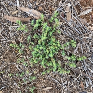 Paronychia brasiliana at Harcourt Hill - 16 Jan 2024