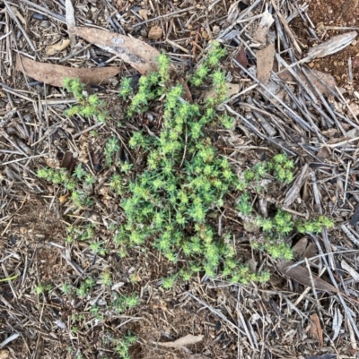 Paronychia brasiliana (Brazilian Whitlow) at Harcourt Hill - 16 Jan 2024 by Rosie