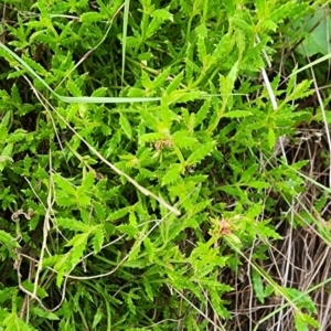 Gonocarpus tetragynus at Gundaroo, NSW - 16 Jan 2024