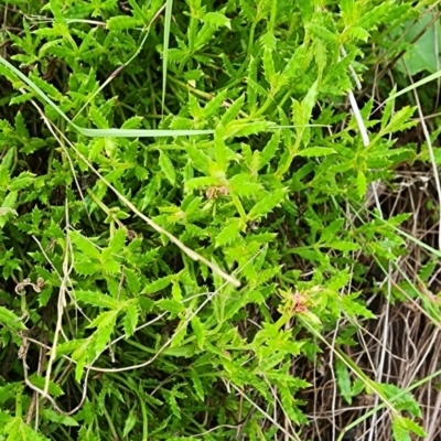 Gonocarpus tetragynus (Common Raspwort) at Gundaroo, NSW - 15 Jan 2024 by Gunyijan