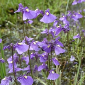 Utricularia dichotoma at The Tops at Nurenmerenmong - suppressed