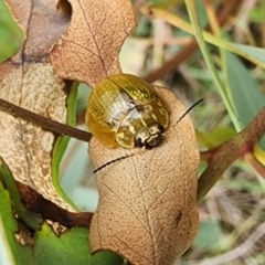 Paropsisterna cloelia (Eucalyptus variegated beetle) at Gundaroo, NSW - 15 Jan 2024 by Gunyijan