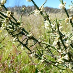 Discaria pubescens (Australian Anchor Plant) at Nurenmerenmong, NSW - 16 Dec 2022 by peterchandler