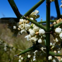 Discaria pubescens at Nurenmerenmong, NSW - suppressed