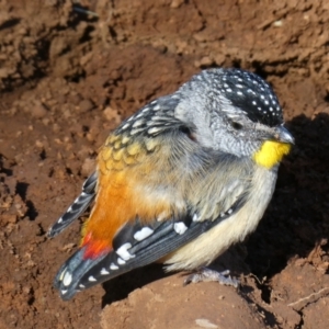 Pardalotus punctatus at The Tops at Nurenmerenmong - 16 Dec 2022