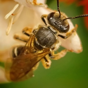 Lasioglossum (Chilalictus) sp. (genus & subgenus) at Page, ACT - suppressed