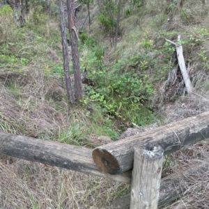 Rubus anglocandicans at Aranda, ACT - 16 Jan 2024 04:04 PM